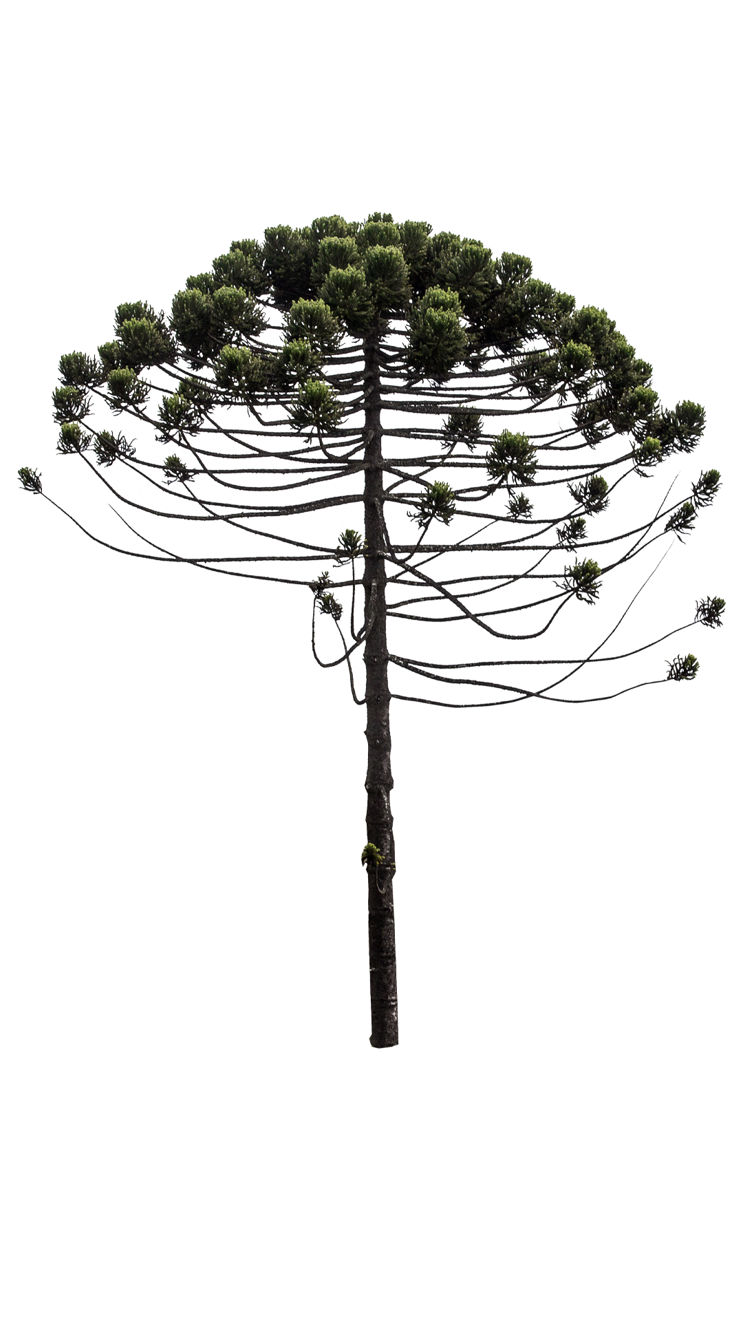 araucaria